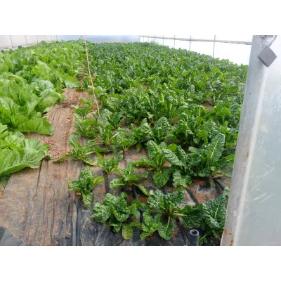 Swiss chard spinach