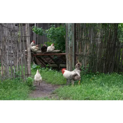 Live Traditional Chicken