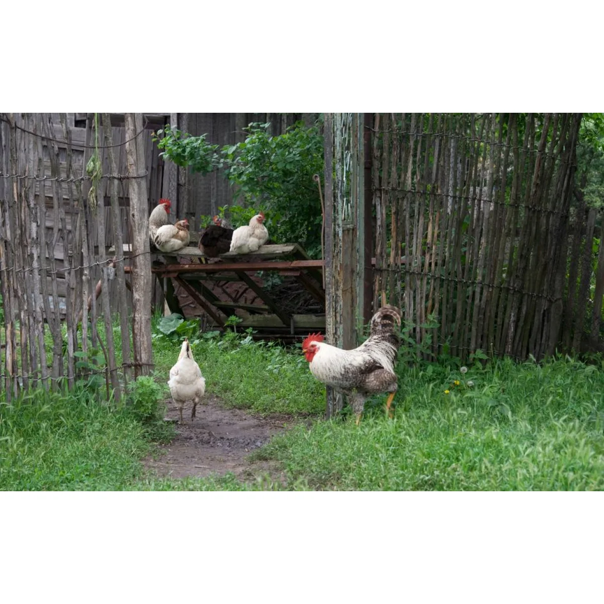 Live Traditional Chicken